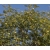nasiona Albicja żółta Albizia szt5 Fore156