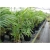nasiona Areka żółtawa Chrysalidocarpus szt5 Fore170