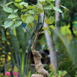 Nasiona Figowiec pagodowy Ficus religiosa szt.3 PWxx105