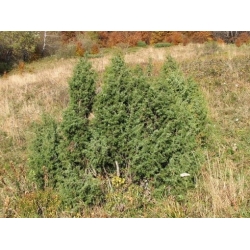Nasiona Jałowiec pospolity Juniperus szt.3 PWxx128