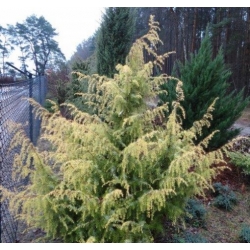 Nasiona Jałowiec pospolity Juniperus szt.3 PWxx128