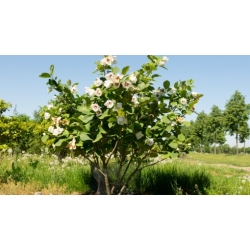 Nasiona Magnolia siebolda sieboldii szt.3 PWxx145