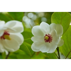 Nasiona Magnolia siebolda sieboldii szt.3 PWxx145