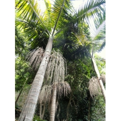 Nasiona Palma Archontophoenix cunninghamiana szt.3 PWxx29