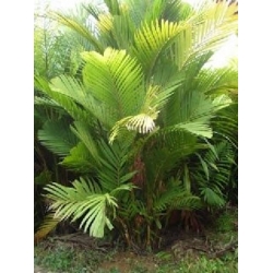 Nasiona Palma Pinanga coronata szt.3 PWxx165