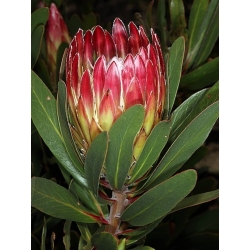 Nasiona Protea obtusifolia szt.3 PWxx167