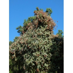 Nasiona Proustia pyrifolia szt.3 PWxx169