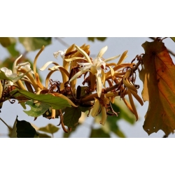 Nasiona Pterospermum acerifolium szt.3 PWxx172
