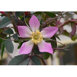 Nasiona Róża czerwonawa rosa glauca szt.3 PWxx180