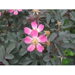 Nasiona Róża czerwonawa rosa glauca szt.3 PWxx180