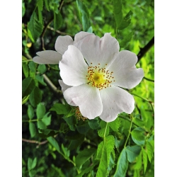 Nasiona Róża gęstokolczasta rosa spinosissima szt.3 PWxx185