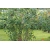 Nasiona Aronia czarna szt.3 PWxx32
