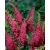 Nasiona Budleja Royal Red szt.3 PWxx43