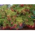 Nasiona Clianthus puniceus szt.3 PWxx81