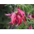 Nasiona Clianthus puniceus szt.3 PWxx81