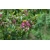 Nasiona Fuksja paniculata Fuchsia paniculata szt.3 PWxx110