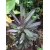 Nasiona Kordylina sellowiana szt.3 PWxx69
