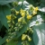 Nasiona Leicesteria piękna leycesteria szt.3 PWxx136