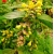 Nasiona Leicesteria piękna leycesteria szt.3 PWxx136