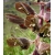 Nasiona Melianthus villosus szt.3 PWxx150