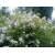 Nasiona Róża wielokwiatowa rosa multiflora szt.3 PWxx181