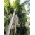 Nasiona Palma Archontophoenix cunninghamiana szt.3 PWxx29