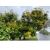 Nasiona Peltoforum oskrzydlone szt.3 PWxx159