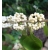 Nasiona Pięknotka amerykańska biała szt.3 PWxx44