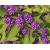 Nasiona Pięknotka bodiniera fioletowa szt.3 PWxx45