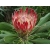 Nasiona Protea obtusifolia szt.3 PWxx167