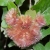 Nasiona Proustia pyrifolia szt.3 PWxx169