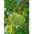 Nasiona Parczelina trójlistkowa Ptelea szt.3 PWxx171
