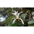 Nasiona Sterospermum acerifolium szt.3 PWxx172