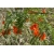 Nasiona Sesbania grandiflora Punicea szt.3 PWxx197