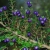 Nasiona Rhaphithamnus cyanocarpus szt.3 PWxx174