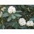 Nasiona Różanecznik macabeanum szt.3 PWxx176