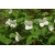 Nasiona Różawiec biały Rhodotypos szt.3 PWxx177