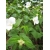 Nasiona Różawiec biały Rhodotypos szt.3 PWxx177