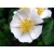 Nasiona Róża wielokwiatowa rosa multiflora szt.3 PWxx181