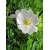 Nasiona Róża gęstokolczasta rosa spinosissima szt.3 PWxx185