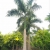 Nasiona Palma Rojstona królewska Roystonea szt.3 PWxx186