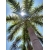 Nasiona Palma Rojstona królewska Roystonea szt.3 PWxx186