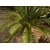Nasiona Sagowiec wygięty Cycas siamensis szt.3 PWxx89