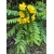 Nasiona Strączyniec spectabilis senna szt.3 PWxx194
