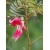 Nasiona Sesbania grandiflora Pink szt.3 PWxx196