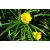 Nasiona Tewecja peruwiańska Thevetia szt.3 PWxx207