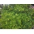 Nasiona Tewecja peruwiańska Thevetia szt.3 PWxx207