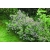 Nasiona Wawrzynek Burkwooda Somerset Daphne szt.3 PWxx91