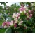 Nasiona Krzewuszka cudowna versicolor Weigela szt.3 PWxx218