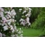 Nasiona Krzewuszka cudowna versicolor Weigela szt.3 PWxx218